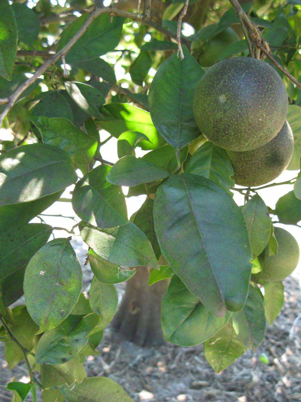              Shade leaves (Winter Haven, FL)       